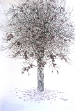 Prunus - Lecture de la nature