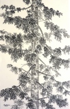 Épicéa    70x43 cm - Lecture de la nature